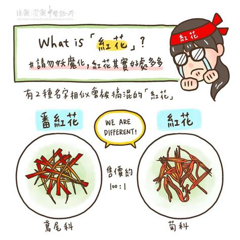 紅花流產|現代中醫－一碗中藥就流產？